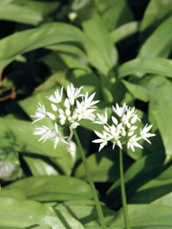 Wild Garlic