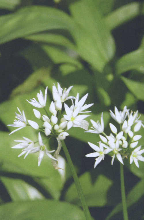 Wild Garlic
