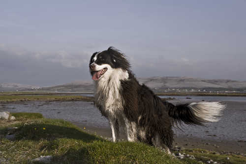 Gregans Castle Hotel, Ballyvaughan, Co Clare