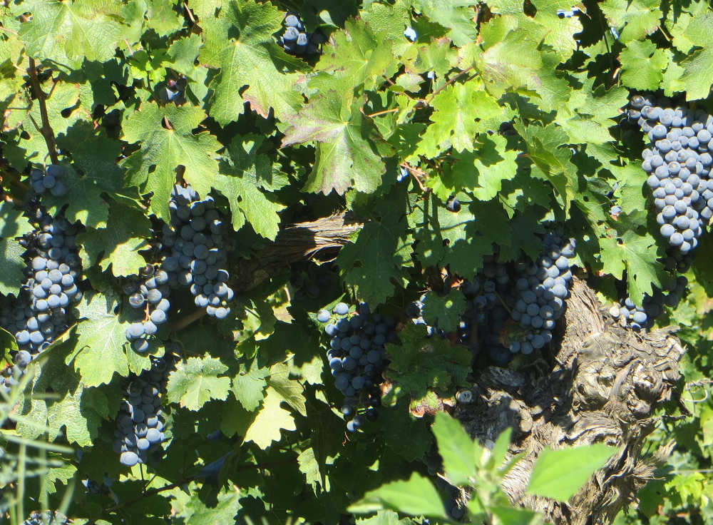 Grape Vines - Martin Dwyer