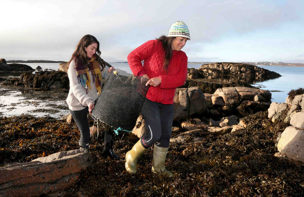 Mungo Murphy Seaweed