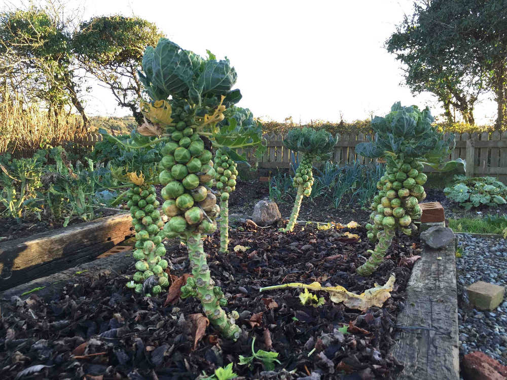 Brussels Sprouts - Michael Kelly