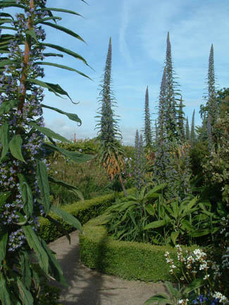 Airfield Gardens - Echiums