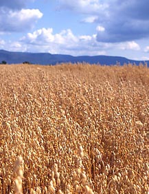 Oats