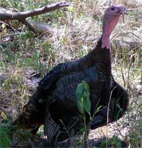 Wild Turkey